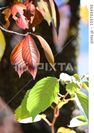 近所の公園の紅葉と青葉 近所の公園の紅葉と青葉 109788498