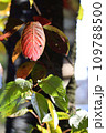近所の公園の紅葉と青葉 109788500
