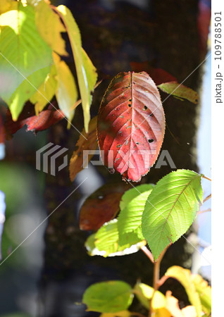 近所の公園の紅葉と青葉 近所の公園の紅葉と青葉 109788501