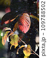 近所の公園の紅葉と青葉 109788502
