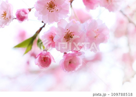 八重紅枝垂桜　ピンク色の桜の花　しだれ桜　花見　クローズアップ 109788518