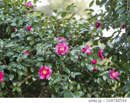鮮やかな山茶花の花 109788544