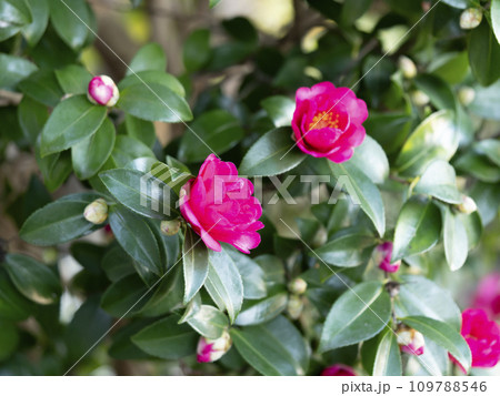 鮮やかな山茶花の花 109788546