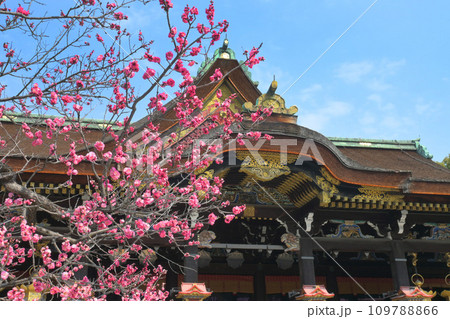 京都市北野天満宮の国宝本殿と紅梅 京都市北野天満宮の国宝本殿と紅梅 109788866
