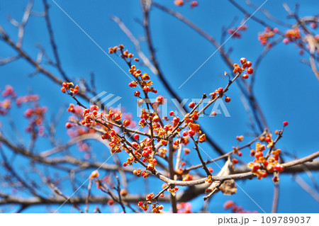 赤いツルウメモドキの実(冬、十二月) 赤いツルウメモドキの実(冬、十二月) 109789037