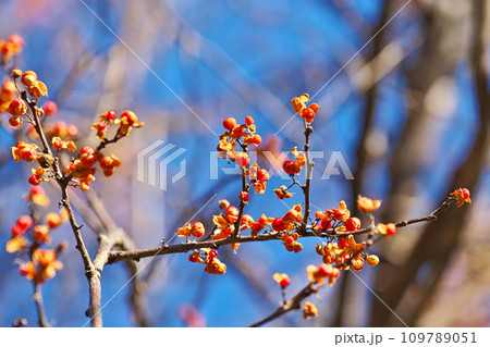 赤いツルウメモドキの実(冬、十二月) 赤いツルウメモドキの実(冬、十二月) 109789051