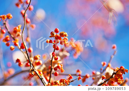 赤いツルウメモドキの実（冬、十二月） 109789053