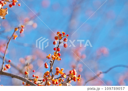 赤いツルウメモドキの実（冬、十二月） 109789057