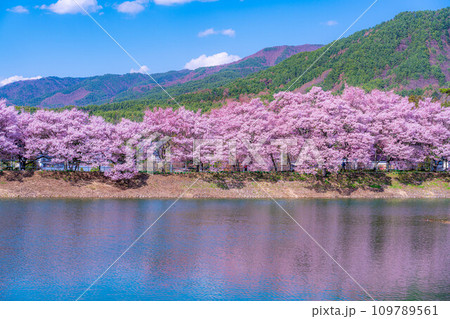 【桜素材】伊那市六道堤の桜【長野県】 109789561