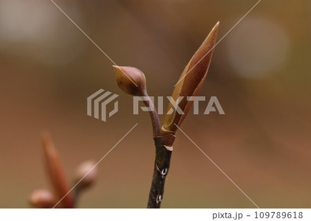 自然　植物　クロモジ、クスノキ科の落葉低木。四月頃に花をつけるので冬の間から花芽を伸ばします 109789618