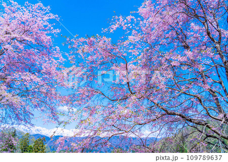 【春素材】春の絶景・小川村番所の桜【長野県】 109789637