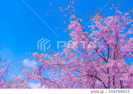 【春素材】春の絶景・小川村番所の桜【長野県】 109789655