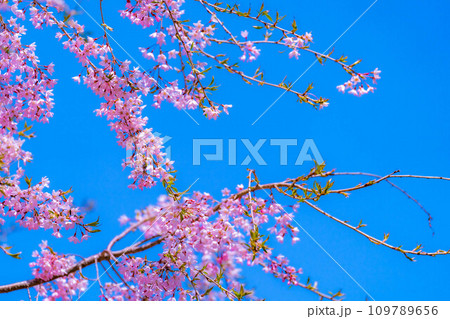 【春素材】春の絶景・小川村番所の桜【長野県】 【春素材】春の絶景・小川村番所の桜【長野県】 109789656