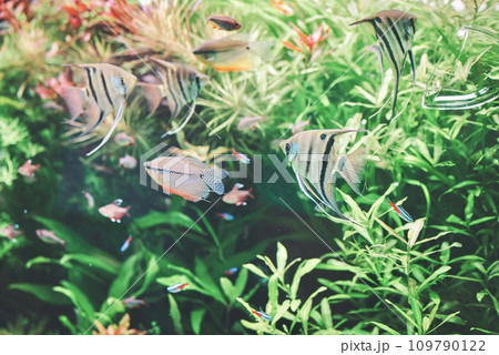 水槽の中の生き物達 109790122