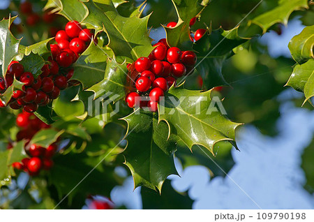 別名：クリスマスホーリー 109790198