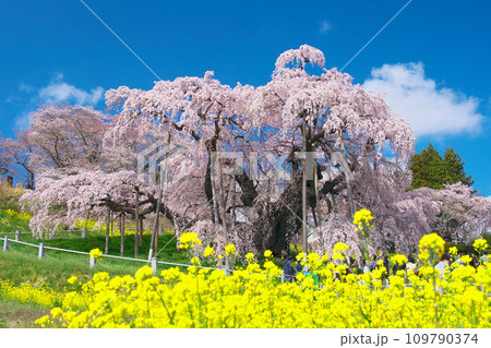 一本桜 - 満開の三春滝桜と菜の花(2023年) 一本桜 - 満開の三春滝桜と菜の花(2023年) 109790374
