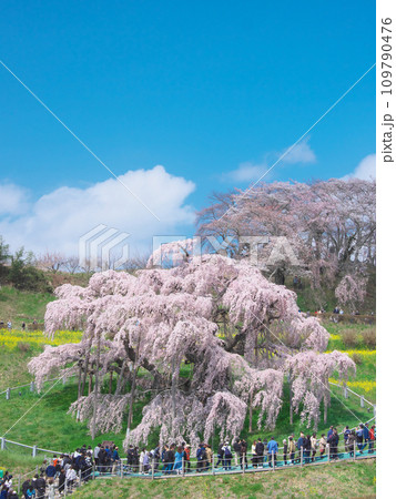 一本桜 - 青空に映える満開の三春滝桜(2023年) 一本桜 - 青空に映える満開の三春滝桜(2023年) 109790476