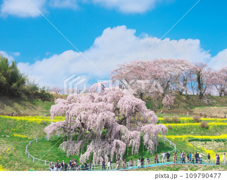 一本桜 - 青空に映える満開の三春滝桜（2023年） 109790477