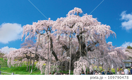 一本桜 - 青空に映える満開の三春滝桜（2023年） 109790478