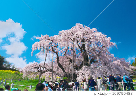 一本桜 - 青空に映える満開の三春滝桜（2023年） 109790488