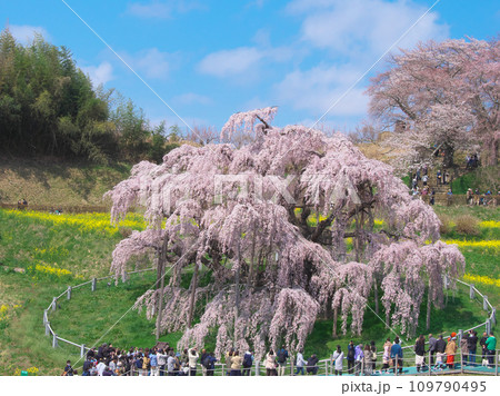 一本桜 - 青空に映える満開の三春滝桜(2023年) 一本桜 - 青空に映える満開の三春滝桜(2023年) 109790495