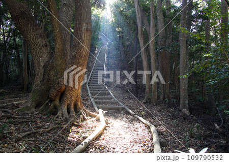 長崎の崎野自然公園の展望台への遊歩道02 長崎の崎野自然公園の展望台への遊歩道02 109790532