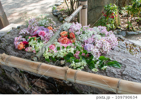 倉敷の古い町並み 阿智神社手水舎の水中花 倉敷の古い町並み 阿智神社手水舎の水中花 109790634