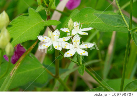 アケボノソウ アケボノソウ 109790707