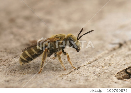 Closeup on a Southern Heath Fritillary butterfly, Melitaea celadussa, with spread wings in a meadow 109790875