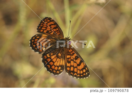 Closeup on a Southern Heath Fritillary butterfly, Melitaea celadussa, with spread wings in a meadow Closeup on a Southern Heath Fritillary butterfly, Melitaea celadussa, with spread wings in a meadow 109790878