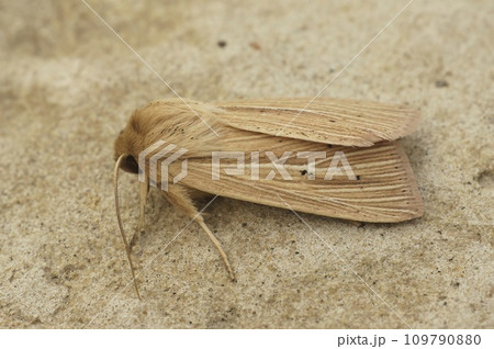 Closeup on the Smoky wainscot, Mythimna impura, sitting on a stone 109790880