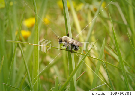 Closeup on a female Grey-backed mining bee, Andrena vaga in a grassland 109790881