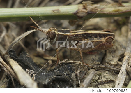 Closeup on short-horned Barbarian Grasshopper Calliptamus barbarus , from Gard, France 109790885
