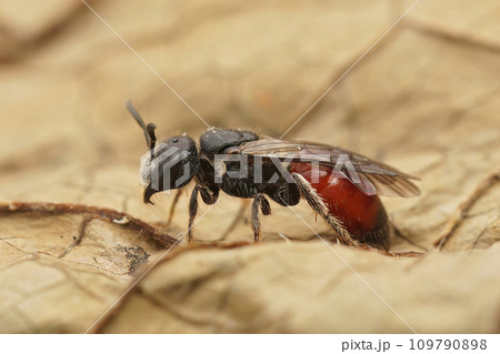 Detailed closeup of a colorful red Dark winged blood bee, Sphecodes gibbus sitting on a dried leaf 109790898
