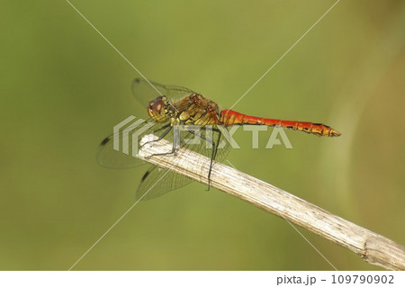 Closeup on the brilliant red male of the Ruddy darter dragonfly, Sympetrum sanguineum 109790902