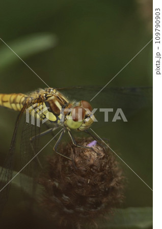 Closeup on a Common European darter dragonfly, Sympetrum striolatum perched on vegetation 109790903