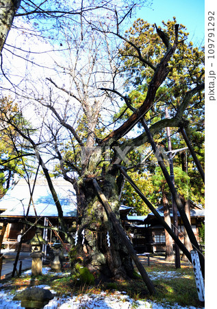 福島県会津若松市蚕養町 パワースポット蚕養国神社の御神木 福島県会津若松市蚕養町 パワースポット蚕養国神社の御神木 109791292