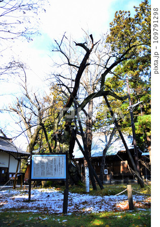 福島県会津若松市蚕養町 パワースポット蚕養国神社の御神木 福島県会津若松市蚕養町 パワースポット蚕養国神社の御神木 109791298