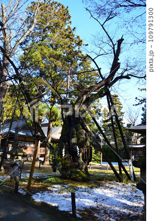 福島県会津若松市蚕養町 パワースポット蚕養国神社の御神木 福島県会津若松市蚕養町 パワースポット蚕養国神社の御神木 109791300