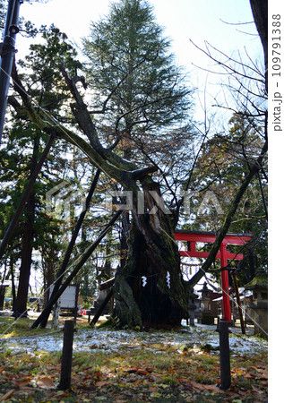 福島県会津若松市蚕養町 パワースポット蚕養国神社の御神木 福島県会津若松市蚕養町 パワースポット蚕養国神社の御神木 109791388