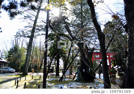 福島県会津若松市蚕養町　パワースポット蚕養国神社の御神木 109791389