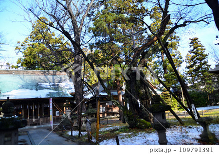 福島県会津若松市蚕養町 パワースポット蚕養国神社の御神木 福島県会津若松市蚕養町 パワースポット蚕養国神社の御神木 109791391