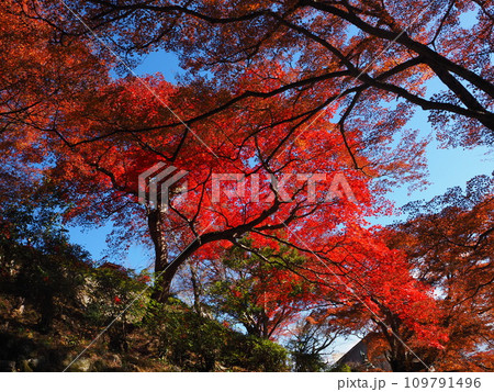 京都　善峯寺　紅葉 109791496