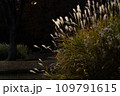 夕方の光の輝くススキ 109791615