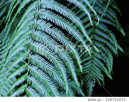 シダ植物の背景画像 シダ植物の背景画像 109791673