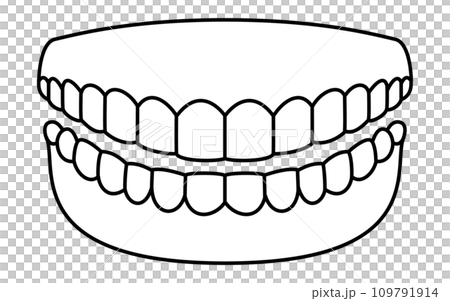 歯科、健康で綺麗な歯のイメージイラスト、上下14本の歯と歯茎 109791914