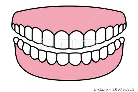 歯科、健康で綺麗な歯のイメージイラスト、上下14本の歯と歯茎 109791915