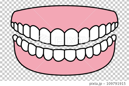 歯科、健康で綺麗な歯のイメージイラスト、上下14本の歯と歯茎 109791915