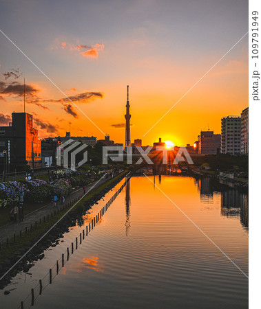旧中川 夕焼けとスカイツリー 109791949