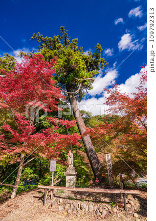 （静岡県袋井市）目の霊山・油山寺　紅葉が美しい、山門 109792313